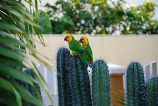 papegaaien.jpg